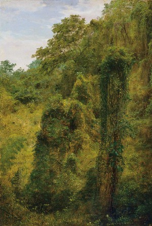 View of a forest in Jamaica